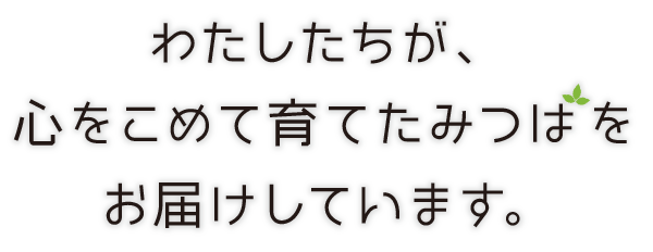 わたしたちが、
心をこめて育てたみつはを
お届けしています。