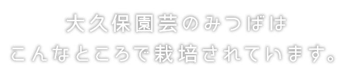 大久保園芸のみつばは
こんなところで栽培されています。