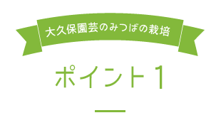 大久保園芸のみつばの栽培ポイント1