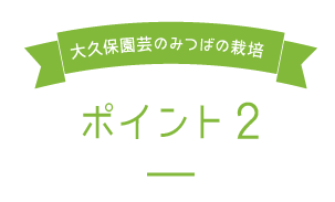 大久保園芸のみつばの栽培ポイント2