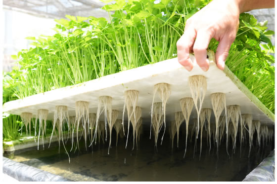 水耕栽培システム
