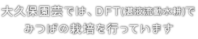 大久保園芸では、DFT(湛液流動水耕)で
みつばの栽培を行っています