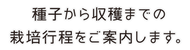 種子から収穫までの
栽培行程をご案内します。