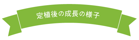 定植後の成長の様子