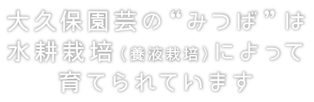 大久保園芸の“みつば”は
水耕栽培（養液栽培）によって
育てられています