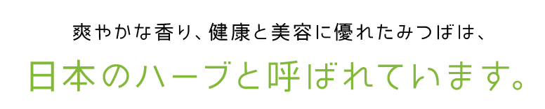 爽やかな香り、健康と美容に優れたみつばは、日本のハーブと呼ばれています。